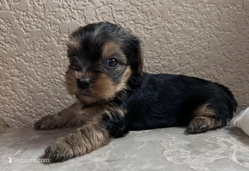 Autumn – Yorkshire Terrier puppy for sale in Merced, CA