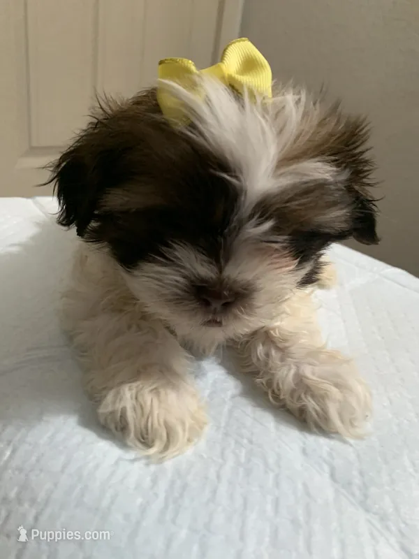 Princes , a female Shih Tzu for sale in Merced, CA – 1 of 1