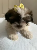 Princes , a female Shih Tzu for sale in Merced, CA – 1 of 1