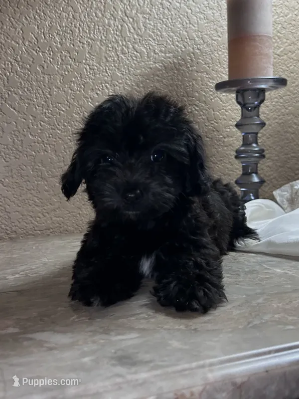 Irene – Maltipoo, Poodle - Toy  puppy for sale in Merced, CA