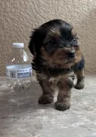 Autumn, a female Yorkshire Terrier for sale in Merced, CA – 3 of 5