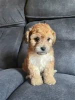 Kiara , a female Yorkipoo and Poodle - Toy  for sale in Merced, CA – 2 of 3