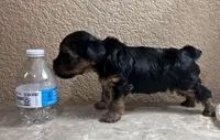 Rusty, a male Yorkshire Terrier for sale in Merced, CA – 4 of 5