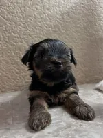Rusty, a male Yorkshire Terrier for sale in Merced, CA – 5 of 5