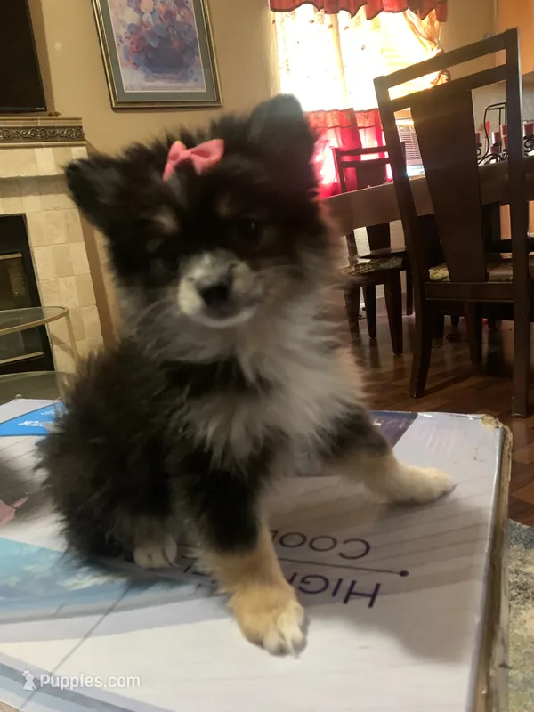 Princes  – Pomeranian, Maltipom puppy for sale in Merced, CA