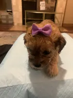 Sofia, a female Yorkipoo and Poodle - Toy  for sale in Merced, CA – 3 of 3