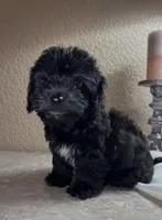 Irene, a female Maltipoo and Poodle - Toy  for sale in Merced, CA – 5 of 5
