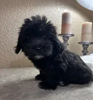 Sofía , a female Maltipoo and Poodle - Toy  for sale in Merced, CA – 6 of 6