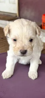 Güero  – Maltipoo, Poodle - Toy  puppy for sale in Merced, CA