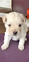 Güero , a male Maltipoo and Poodle - Toy  for sale in Merced, CA – 1 of 1
