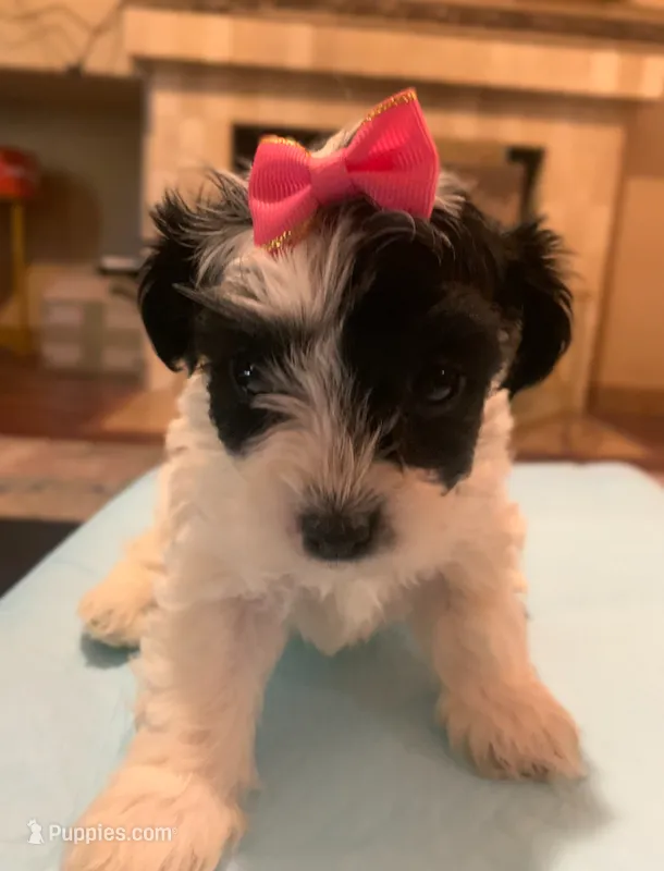 Kiara – Yorkipoo, Poodle - Toy  puppy for sale in Merced, CA