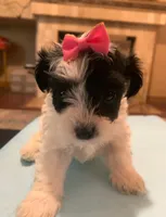 Kiara, a female Yorkipoo and Poodle - Toy  for sale in Merced, CA – 1 of 1