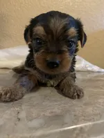 Blaky, a male Yorkshire Terrier for sale in Merced, CA – 2 of 2