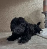 Irene, a female Maltipoo and Poodle - Toy  for sale in Merced, CA – 3 of 5
