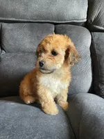 Kiara , a female Yorkipoo and Poodle - Toy  for sale in Merced, CA – 1 of 3