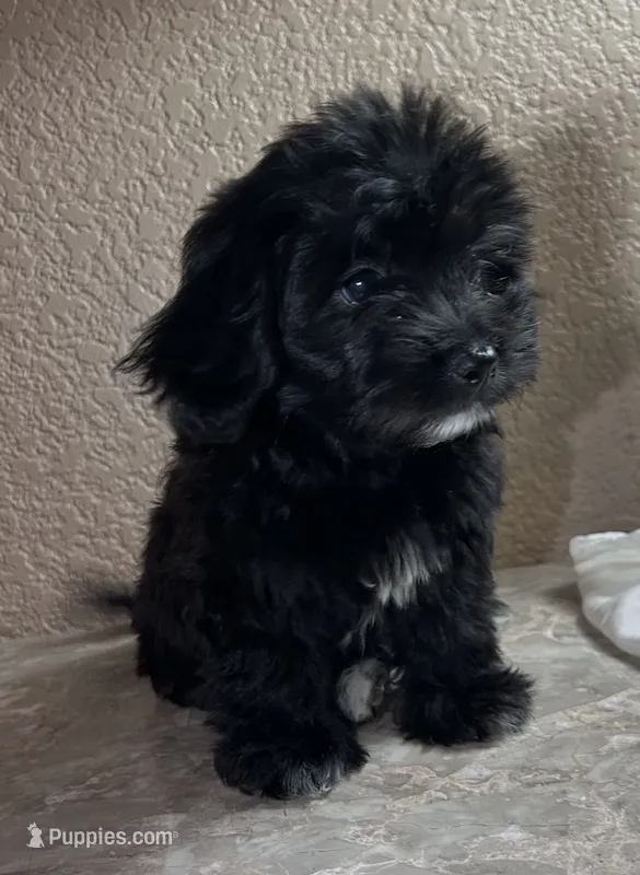 Sofía  – Maltipoo, Poodle - Toy  puppy for sale in Merced, CA