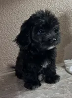 Sofía , a female Maltipoo and Poodle - Toy  for sale in Merced, CA – 1 of 6