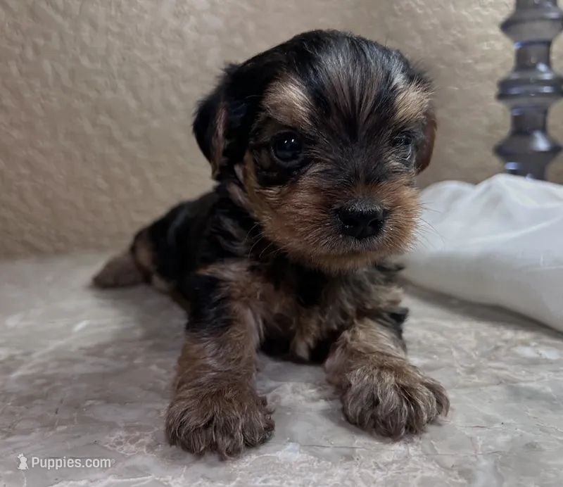 Jack – Yorkshire Terrier puppy for sale in Merced, CA