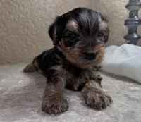 Jack, a male Yorkshire Terrier for sale in Merced, CA – 1 of 4