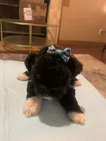 Rosy, a female Yorkipoo and Poodle - Toy  for sale in Merced, CA – 4 of 4