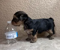 Autumn, a female Yorkshire Terrier for sale in Merced, CA – 5 of 5