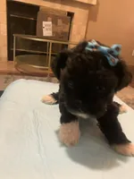 Rosy, a female Yorkipoo and Poodle - Toy  for sale in Merced, CA – 2 of 4