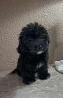 Sofía , a female Maltipoo and Poodle - Toy  for sale in Merced, CA – 5 of 6