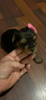 Sofía  – Yorkshire Terrier puppy for sale in Merced, CA