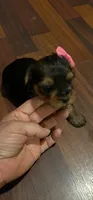 Sofía , a  Yorkshire Terrier for sale in Merced, CA – 1 of 1