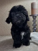 Irene, a female Maltipoo and Poodle - Toy  for sale in Merced, CA – 2 of 5