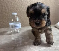 Autumn, a female Yorkshire Terrier for sale in Merced, CA – 4 of 5