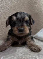 Jack, a male Yorkshire Terrier for sale in Merced, CA – 3 of 4