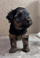 Rusty, a male Yorkshire Terrier for sale in Merced, CA – 2 of 5