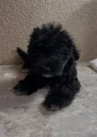 Sofía , a female Maltipoo and Poodle - Toy  for sale in Merced, CA – 3 of 6