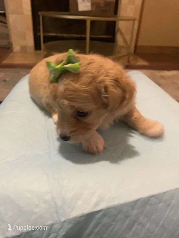 Lola  – Yorkipoo, Poodle - Toy  puppy for sale in Merced, CA