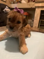 Sofia, a female Yorkipoo and Poodle - Toy  for sale in Merced, CA – 1 of 3