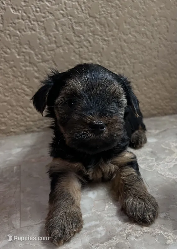 Rusty – Yorkshire Terrier puppy for sale in Merced, CA