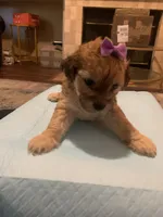 Sofia, a female Yorkipoo and Poodle - Toy  for sale in Merced, CA – 2 of 3