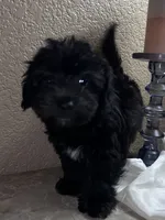 Irene, a female Maltipoo and Poodle - Toy  for sale in Merced, CA – 4 of 5