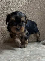 Autumn, a female Yorkshire Terrier for sale in Merced, CA – 2 of 5