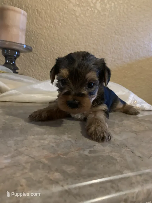 Blaky – Yorkshire Terrier puppy for sale in Merced, CA