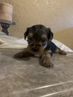 Blaky, a male Yorkshire Terrier for sale in Merced, CA – 1 of 2