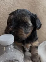 Rusty, a male Yorkshire Terrier for sale in Merced, CA – 3 of 5
