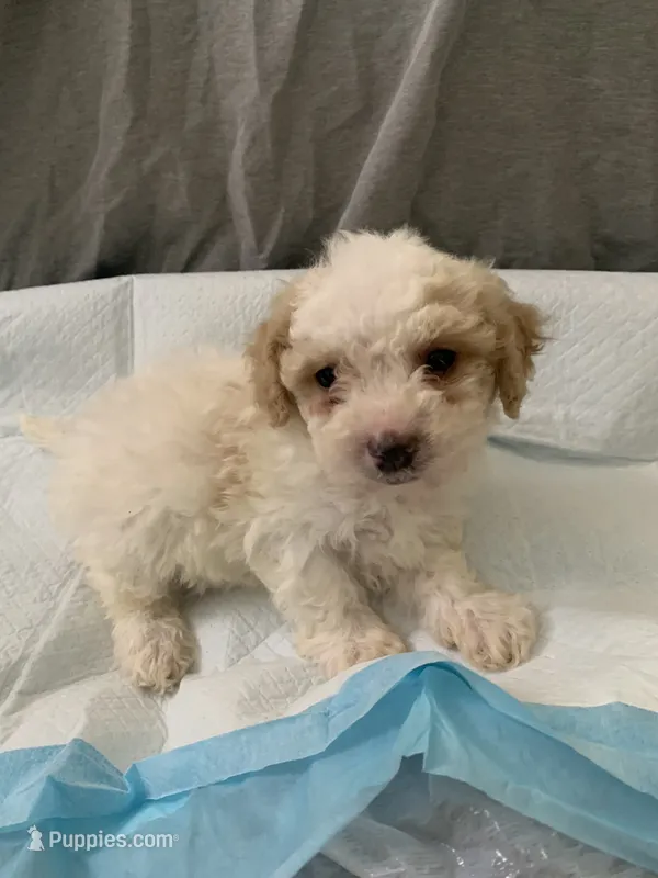 Coco  – Poodle - Toy  puppy for sale in Merced, CA