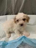 Coco , a male Poodle - Toy  for sale in Merced, CA – 1 of 1
