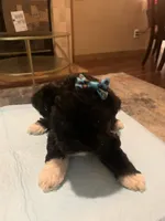 Rosy, a female Yorkipoo and Poodle - Toy  for sale in Merced, CA – 3 of 4