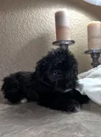 Sofía , a female Maltipoo and Poodle - Toy  for sale in Merced, CA – 4 of 6
