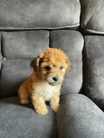Kiara , a female Yorkipoo and Poodle - Toy  for sale in Merced, CA – 3 of 3