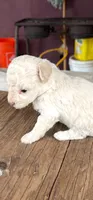 Chinita , a female Maltipoo and Poodle - Toy  for sale in Merced, CA – 1 of 1