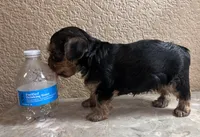 Jack, a male Yorkshire Terrier for sale in Merced, CA – 4 of 4
